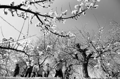 东乡唐汪杏花旅游节开幕