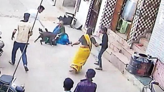 印度斗牛犬见人就咬!3人被咬成重伤