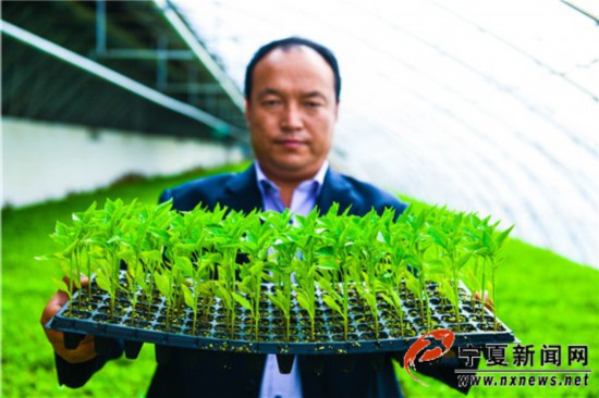 800万株辣椒苗助力彭阳辣椒产业发展