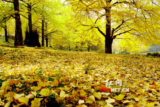 双牌:推进三分三合 振兴美丽乡村