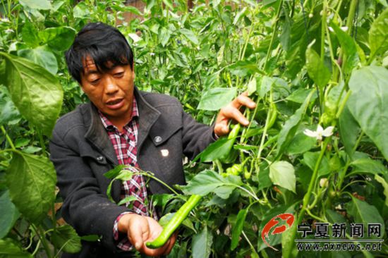 重操旧业,王天龙依靠香瓜种植再争致富带头人