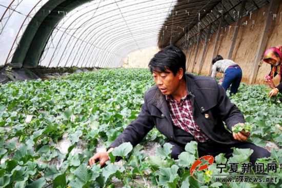 重操旧业,王天龙依靠香瓜种植再争致富带头人