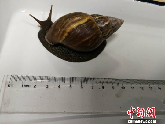 “吃货”大爷台湾游爱上爆炒螺捡螺带回欲饲养入境被截
