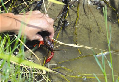 小龙虾火爆的背后:四川养殖人推出生物养殖