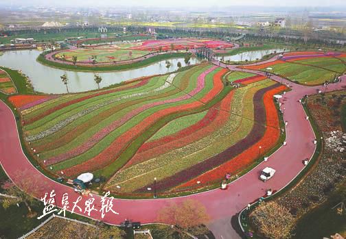 赏花经济成盐城亮点焦点 有力推动乡村振兴