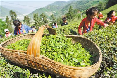 采春茶 学农事 教育实践走进生态园