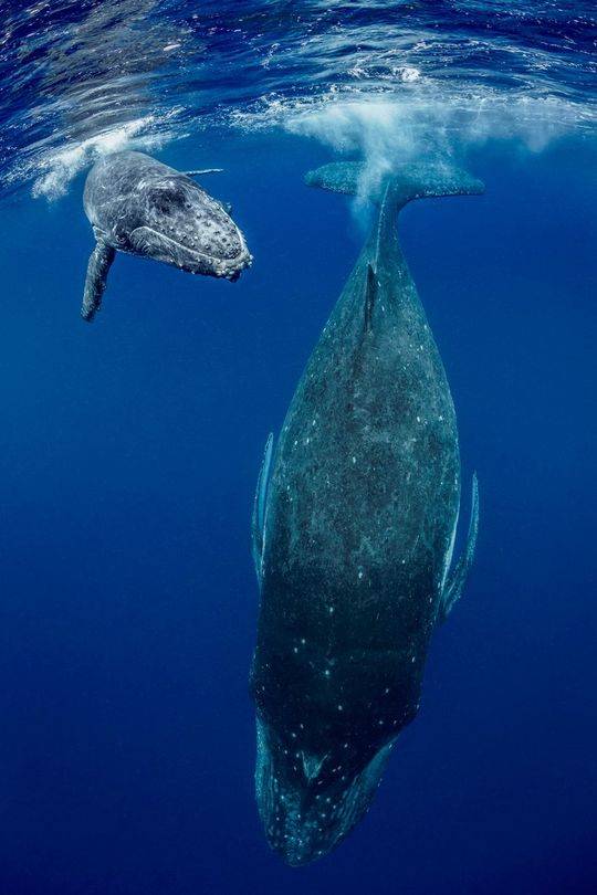 座头鲸母子水下嬉戏 近距离“观察”人类