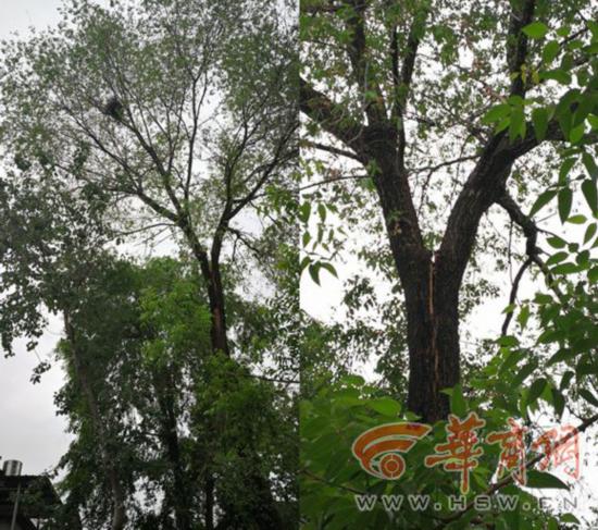 榆树人口有多少_榆树盆景(3)
