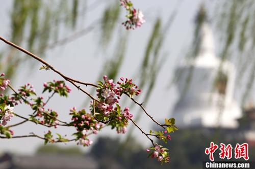 不負春天好時光：北京踏青賞花可以去這些地方