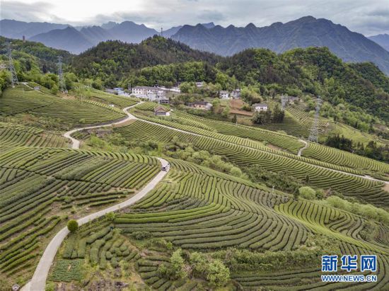 湖北五峰：茶乡生态美