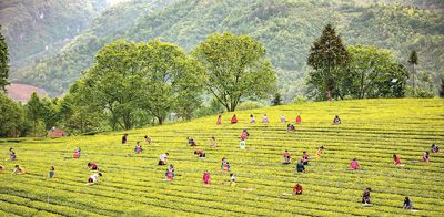 土家茶鄉采春茶