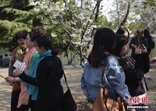 不負春天好時光：北京踏青賞花可以去這些地方