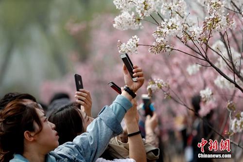 不負春天好時光：北京踏青賞花可以去這些地方