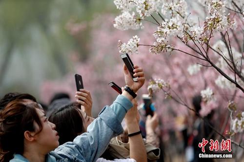 不负春天好时光：北京踏青赏花可以去这些地方