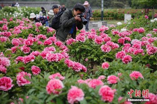 不負春天好時光：北京踏青賞花可以去這些地方
