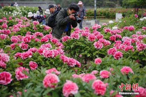 不负春天好时光：北京踏青赏花可以去这些地方