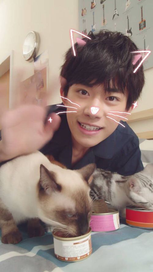 易烊千玺撸猫视频流出 变身铲屎官一人拥三只