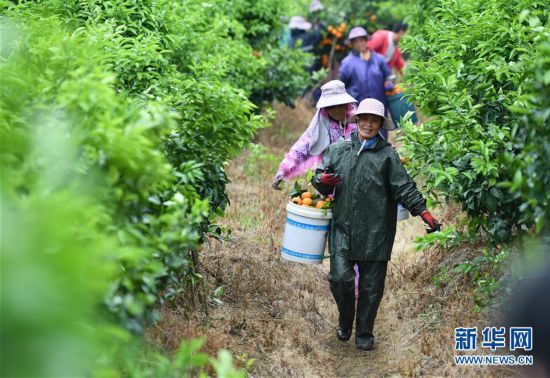 广西武鸣：种植沃柑助增收