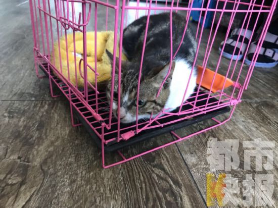 临潼女子3000元网购名猫疑被骗 联系商家竟关机