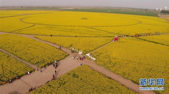 河北省衡水市油菜花海春意浓(组图)