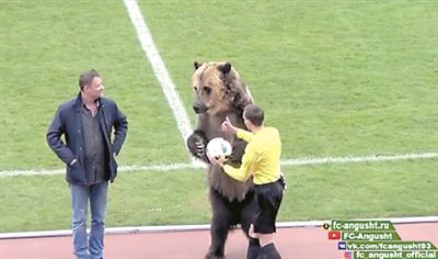 俄罗斯足球赛邀请 棕熊担任开球嘉宾