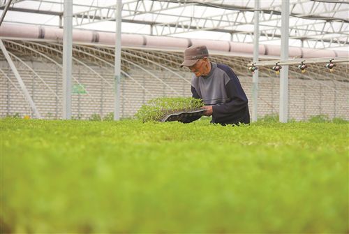 徐州贾汪区积极发展设施农业 建起绿色银行