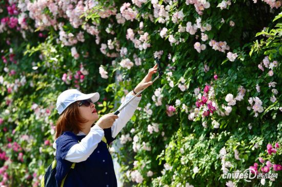 惊艳路人的网红花墙 西安电子四路百米蔷薇正