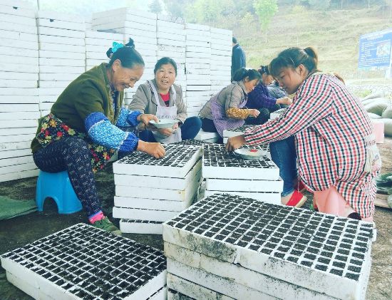 思南三道水乡:3000亩辣椒苗 托起群众小康梦