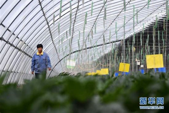 甘肃酒泉:无土栽培让戈壁荒滩变身菜园果篮