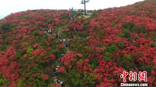 航拍江西石城高山万亩杜鹃花海 如歌如画意境
