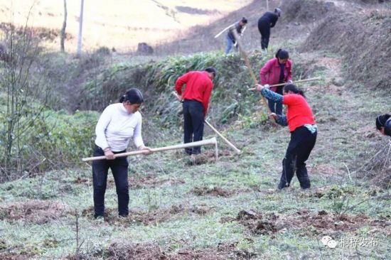 桐梓: 三个月调整高效生态产业15万余亩