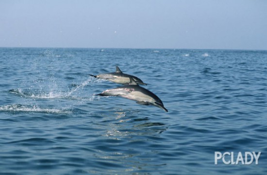 潜水发呆看海豚!让这个免签小岛承包你的五一