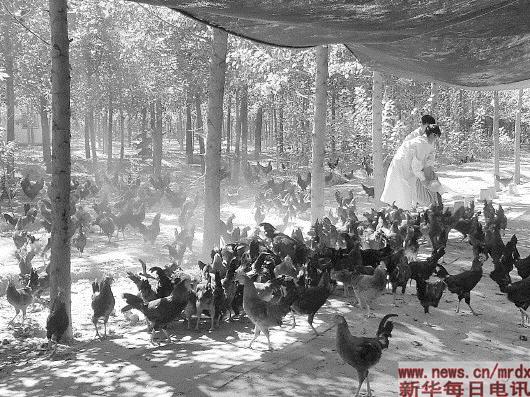 一只跑步鸡引来的致富路