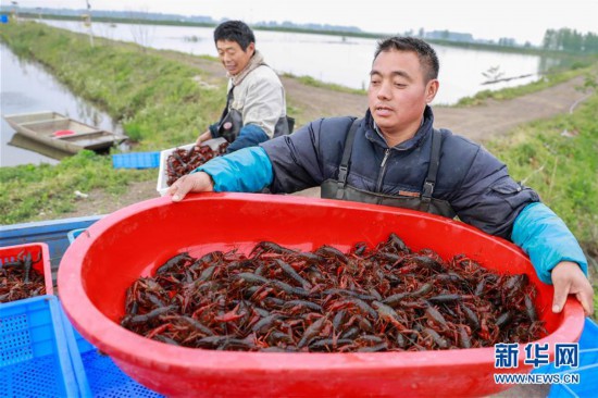 江苏盱眙:龙虾养殖助民增收