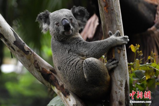 广州长隆野生动物世界考拉萌态十足
