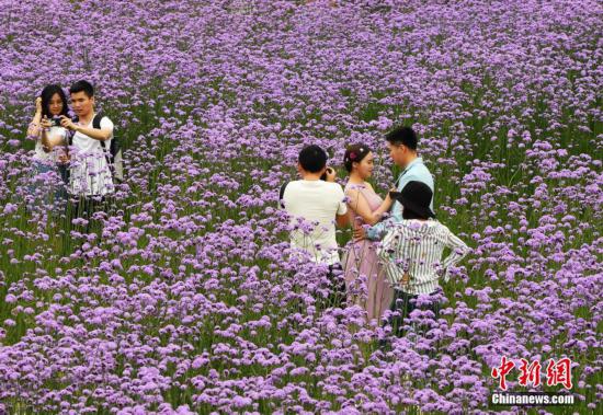 福州柳叶马鞭草盛开花色醉人