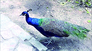 扬州动物园孔雀遭拔毛引发广泛关注