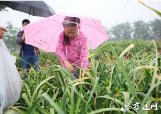 为蒜农解忧 宿迁热心市民纷纷冒雨摘蒜薹