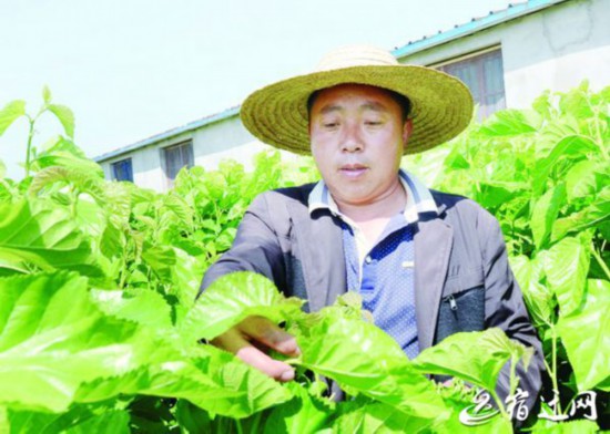 宿迁蚕农苦苦坚守 铺就蚕桑专业村绿色梦想