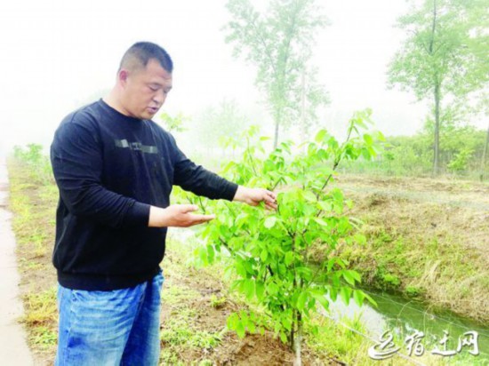 宿迁沭阳:汤涧农民土地里刨“金”
