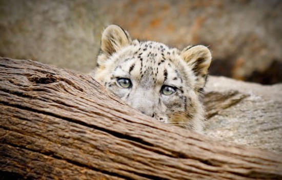 乌干达一公园发生惨剧 3岁男童遭豹子吞食