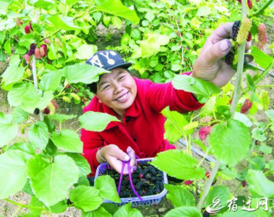 又到桑葚成熟时 宿迁泗洪迎来大批游客