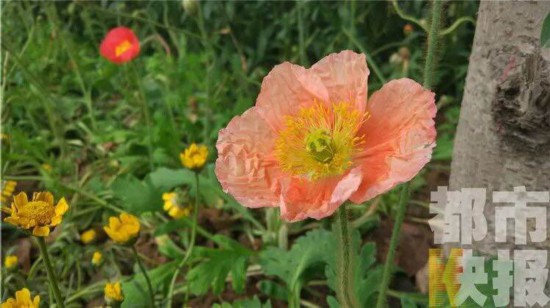 西安街头绿化带惊现罂粟花? 植物专家看完这