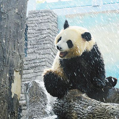 大熊猫淋浴享清凉