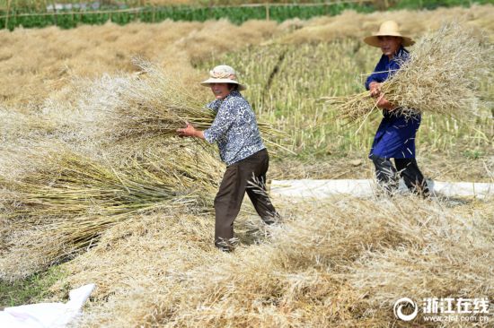 杭州富阳：收获油菜籽