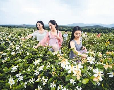 江西省新余市：栀子花开