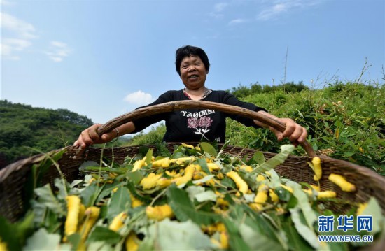 河南魯山：蠶寶寶變產業扶貧“金”寶寶