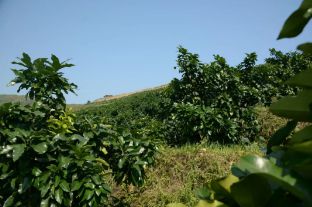 黔南州委书记唐德智到罗甸县督导调研