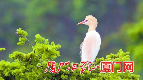 婚纱鸟觉醒_南小鸟婚纱觉醒图片(2)