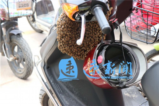 电动车被蜂群"霸占" 宿迁消防"擒蜂先擒王"